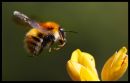 Bee10.jpg