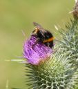 Bee18.jpg