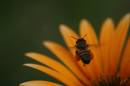 Bee1C.jpg