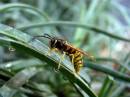 Bee3.jpg