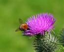 Bee_327_edited-copy.jpg