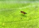 Bee_Fly_Nikon_600_Sig_105_2_8_macro_ff_dif_20200623-DSC_8074.jpg