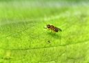 Bee_Fly_Nikon_600_Sig_105_2_8_macro_ff_dif_20200623-DSC_8074.jpg