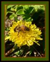 Bee_Honey_N_600_Sigma_105_2_8_Macro_ring_flash_HH_031416_7668.jpg