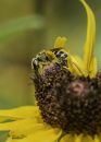 Bee_Mining_ND_600_Sig_105_2_8_macro_ff_dif_20200726-DSC_8630.jpg