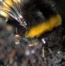 Bee_Mite.jpg