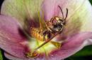 Bee_Revisited.jpg
