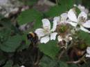 Bee_leaving_flower_sized.jpg