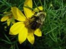 Bee_with_pollen.jpg
