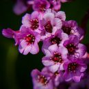 Bergenia-1.jpg