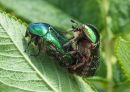 Bettle_Love.jpg