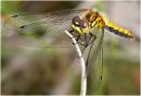 Black-Darter---Female-7070-WP.jpg