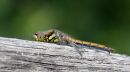 Black_Darter_Female_.JPG