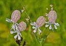 Bladder_Campion.jpg