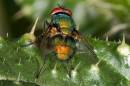 Blow_Fly.jpg