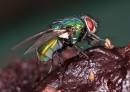 Blowfly.jpg