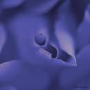 Blue-Caress.jpg