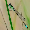 Blue_Tailed_female_1_of_1_-2.JPG