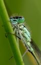 Blue_Tailed_female_1_of_1_.JPG