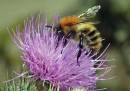 Bombus_pascuorum.jpg