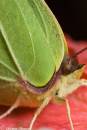 Brimstone060908005a.jpg