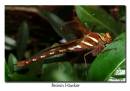 Brown_Hawker.jpg