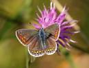Brownargus9x6.jpg
