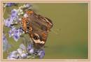 Buckeye_Common_2009_06_14_1095_bf.jpg