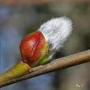 Bud1.jpg