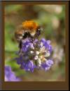 BumbleBee130705-013-1.jpg