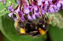 Bumble_Bee1.jpg