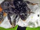 Bumble_on_White_Hibiscus.jpg