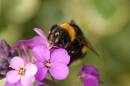 Bumblebee.jpg