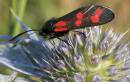 Burnet_Bigger.jpg