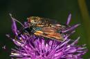 /gallery/data/514/thumbs/Burnet_Moth_and_Hoverfly.jpg