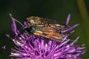 Burnet_Moth_and_Hoverfly.jpg