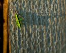 Bush_Cricket-1.JPG