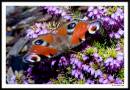 Butterfly-2.jpg