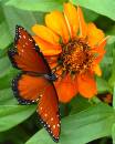 Butterfly-Odd5.jpg