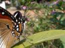 Butterfly.JPG