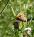 Butterfly10.jpg