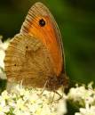 Butterfly3.jpg