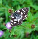 Butterfly_450_x_466_.jpg