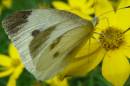 Butterfly_on_CoreopsisII.jpg