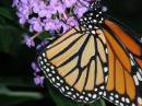 Butterfly_on_butterfly_bush.jpg