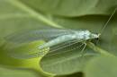 CRW_6596_Lacewing.jpg