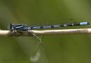 /gallery/data/514/thumbs/CRW_6876_Damselfly.jpg