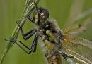 CRW_7071_Dragonfly_copy.jpg