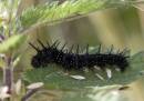 CRW_8287_Peacock_caterpillar.jpg