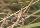 CRW_9320_Grasshopper.jpg